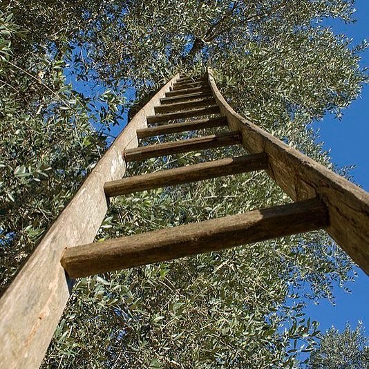 Escada em oliviera