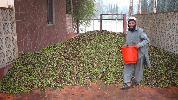 Afganistan olives
