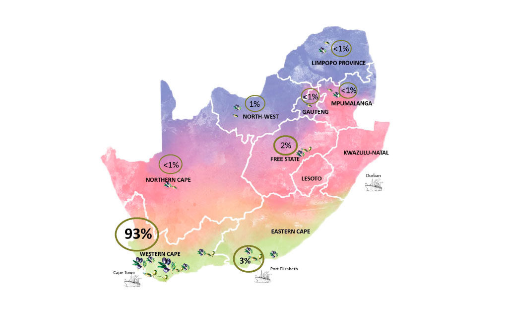 Mapa com regiões da África do Sul com seu percentual de participação na olivicultura local