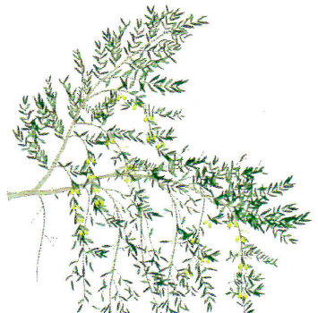 Ascolana Dura