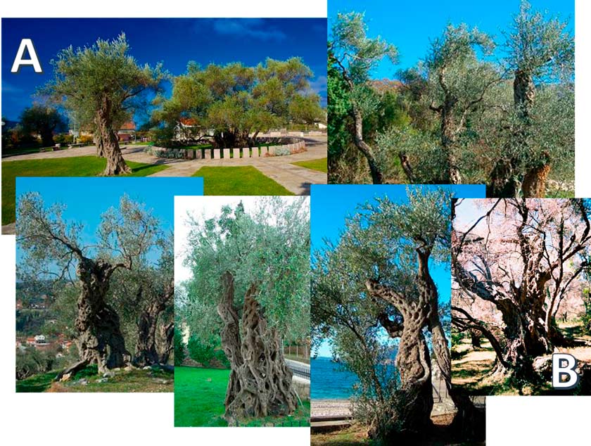 Montenegro olive trees