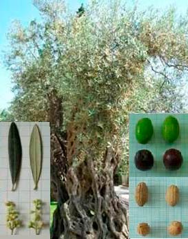 Zutika de Montenegro