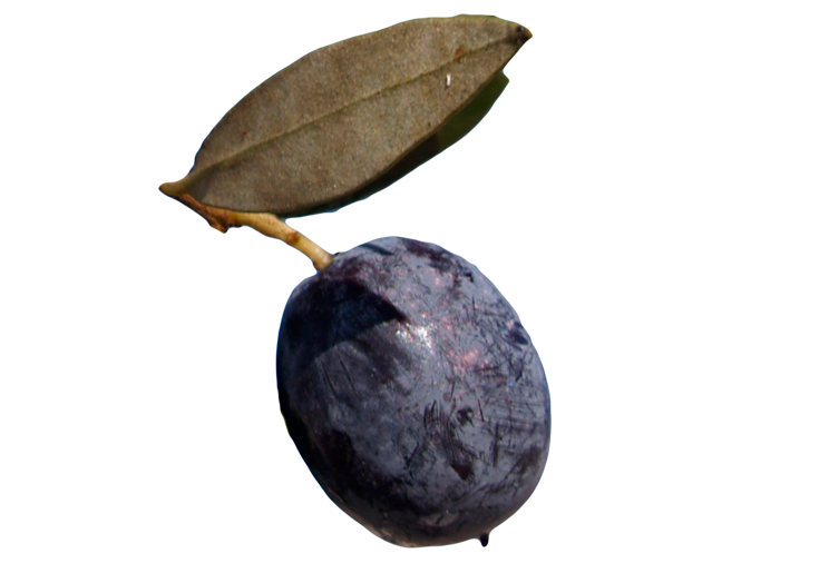 Azeitona turca