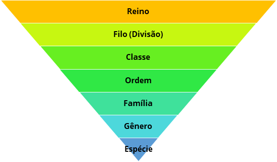 Categorias taxonomia Lineu