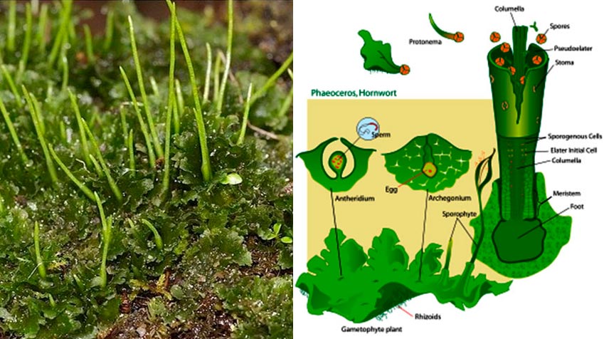 Tamb&eacute;m confundido com os musgos, apresentam as primeiras estruturas para transporte de &aacute;gua e nutrientes