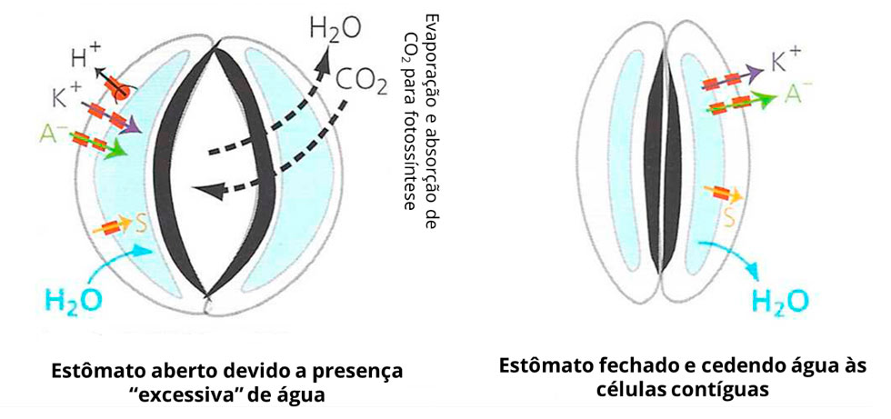A imagem a cima &eacute; uma montagem baseada no estudo:
ENSEIGNEMENT DE BIOLOGIE &bull; COURS - Partie B. L&rsquo;organisme dans son milieu : exemple de la nutrition - Sous-partie B.2. La mise en mouvement de fluides circulants et la distribution de nutriments. Chapitre 16: Les liquides circulants et leur mise en mouvement - &Eacute;tude limit&eacute;e aux Angiospermes et aux Mammif&egrave;res