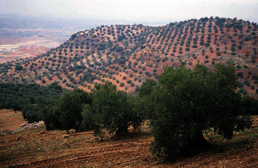 Azéradj - plantação