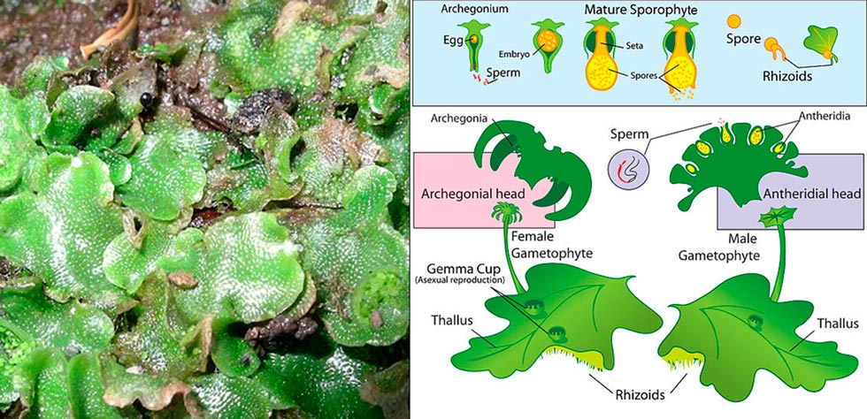 As hep&aacute;ticas foram uma das primeiras plantas terrestres do planeta