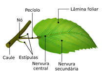 Pec olo Olivapedia