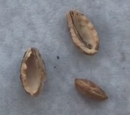 O atributo alt desta imagem está vazio. O nome do arquivo é Caroco-sem-Endocarpo.png