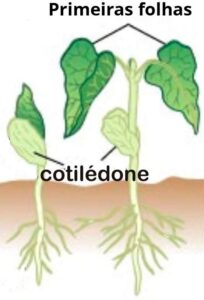 Cotilédone OLIVAPEDIA