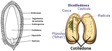 Seed structure and function