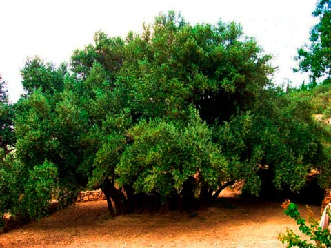 Olive tree Al-Bawadi