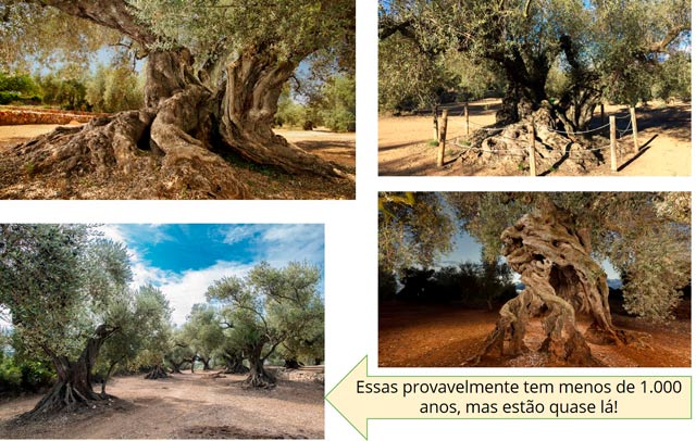 Amostra de oliveiras com mais de 1.000 anos