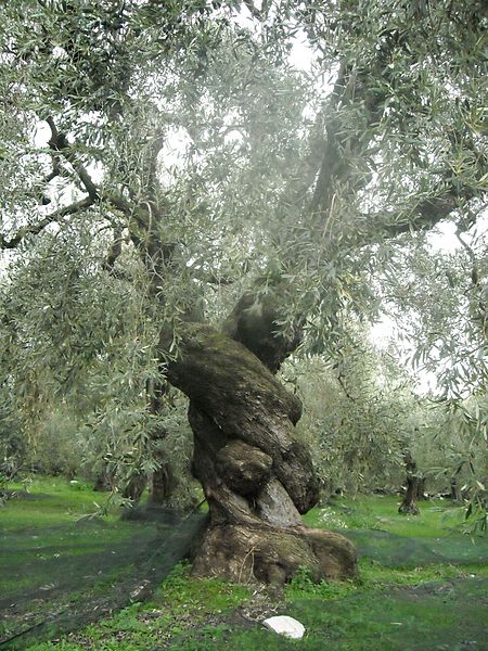Pelion - Greece olive tree
