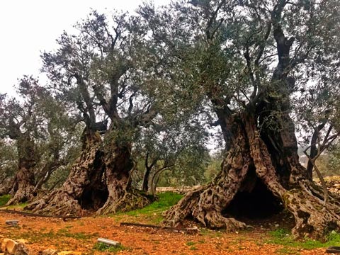 The olive tree sisters