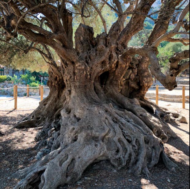 Tronco da oliveira de Kavusi
