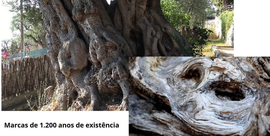 Detalhes de uma oliveira velha