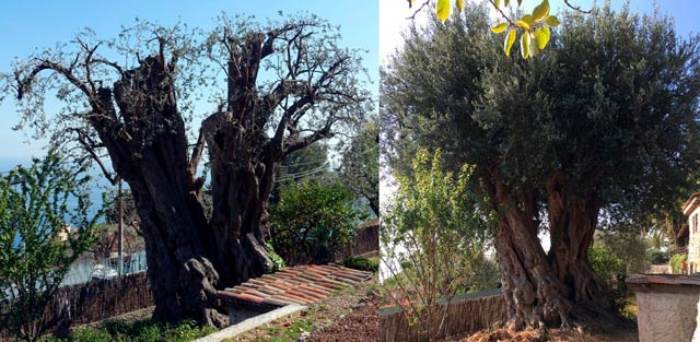 Antiga oliveira francesa