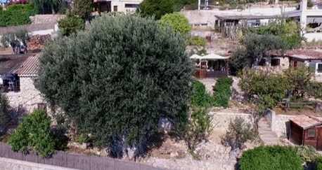 Oliveira de Beausoleil - França