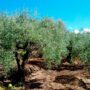 olive grove in sardinia, italy