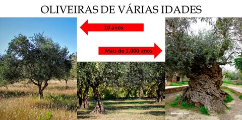 Fases das oliveiras
