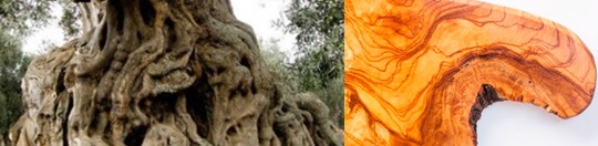 Tronco oliveira velha