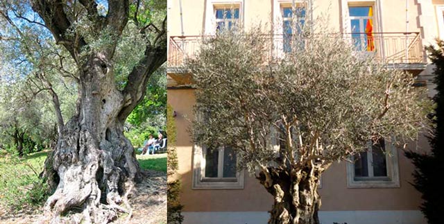 Velhas oliveiras pelas cidades da França