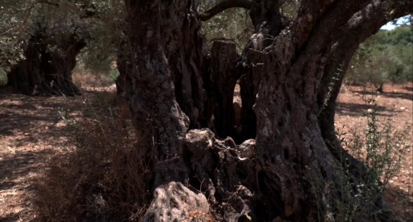 Deir Hanna olive tree