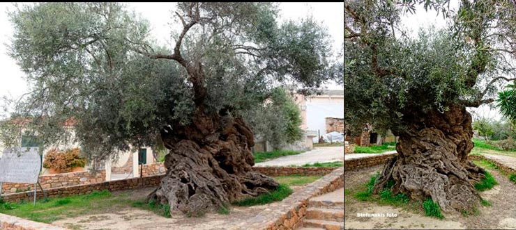 Oliveira de Vouves, apontada por muitos como a mais antiga do mundo