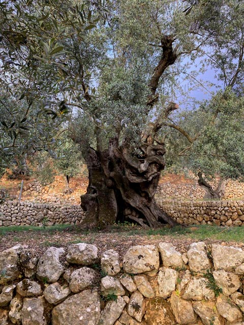 Awarded olive tree from Palma de Mallorca