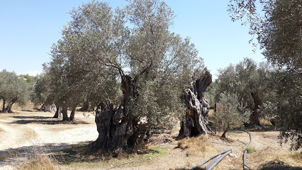 Old tree of Cyprus