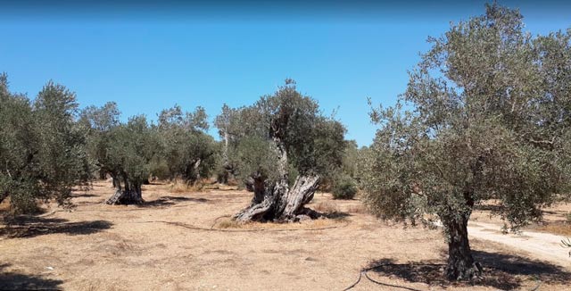 kalkanli olive grove