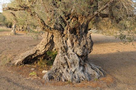 Probaly the oldest olive tree in Kalkanli