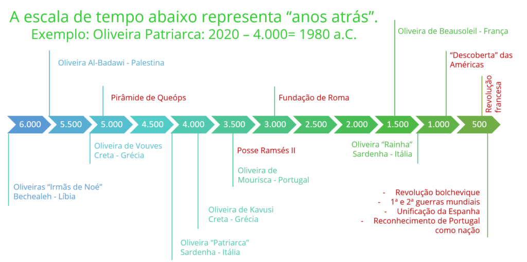 Events and ancient olive trees in the timeline