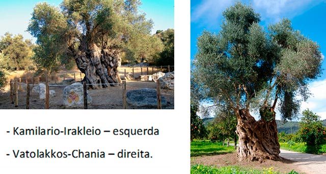 Duas oliveiras da grécia
