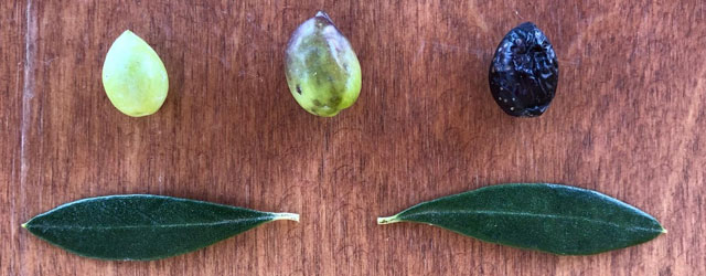 Azeitonas e folhas da oliveira de Vouves