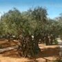 Monte das oliveiras