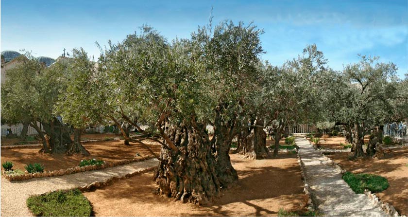 Monte das oliveiras