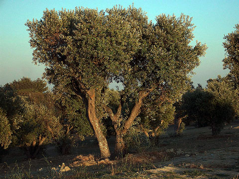 Old Morocco olive grove