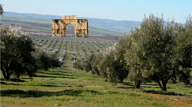 Olive grove in Roman ruin