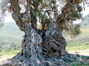 Milenar olive tree in Morocco
