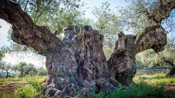 Maior oliveira da Espanha