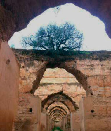 Olive bonsai over Roman ruins