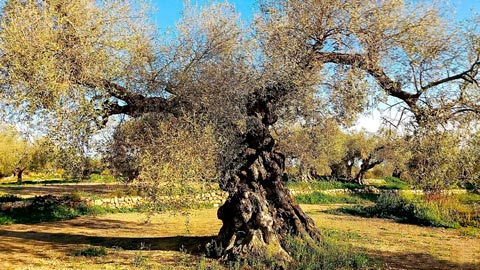 Mais uma oliviera de 2.000 anos na Espanha