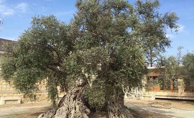 Anglisides oive tree - 800 years old