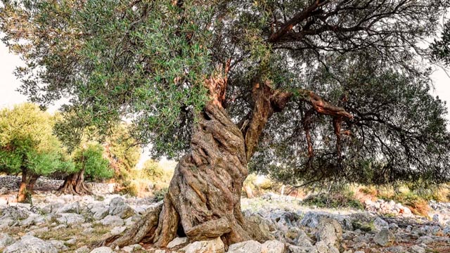 Oliveira milenar da Albânia