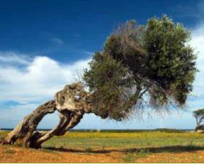 Very steep olive tree in Puglia - Italy