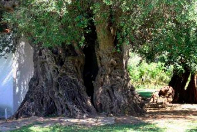Oliveira near Tavira