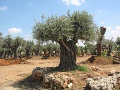 Smuggled olive trees from the West Bank to the Israeli nursery called Neve Yarouk in the Petah Tikva settlement
